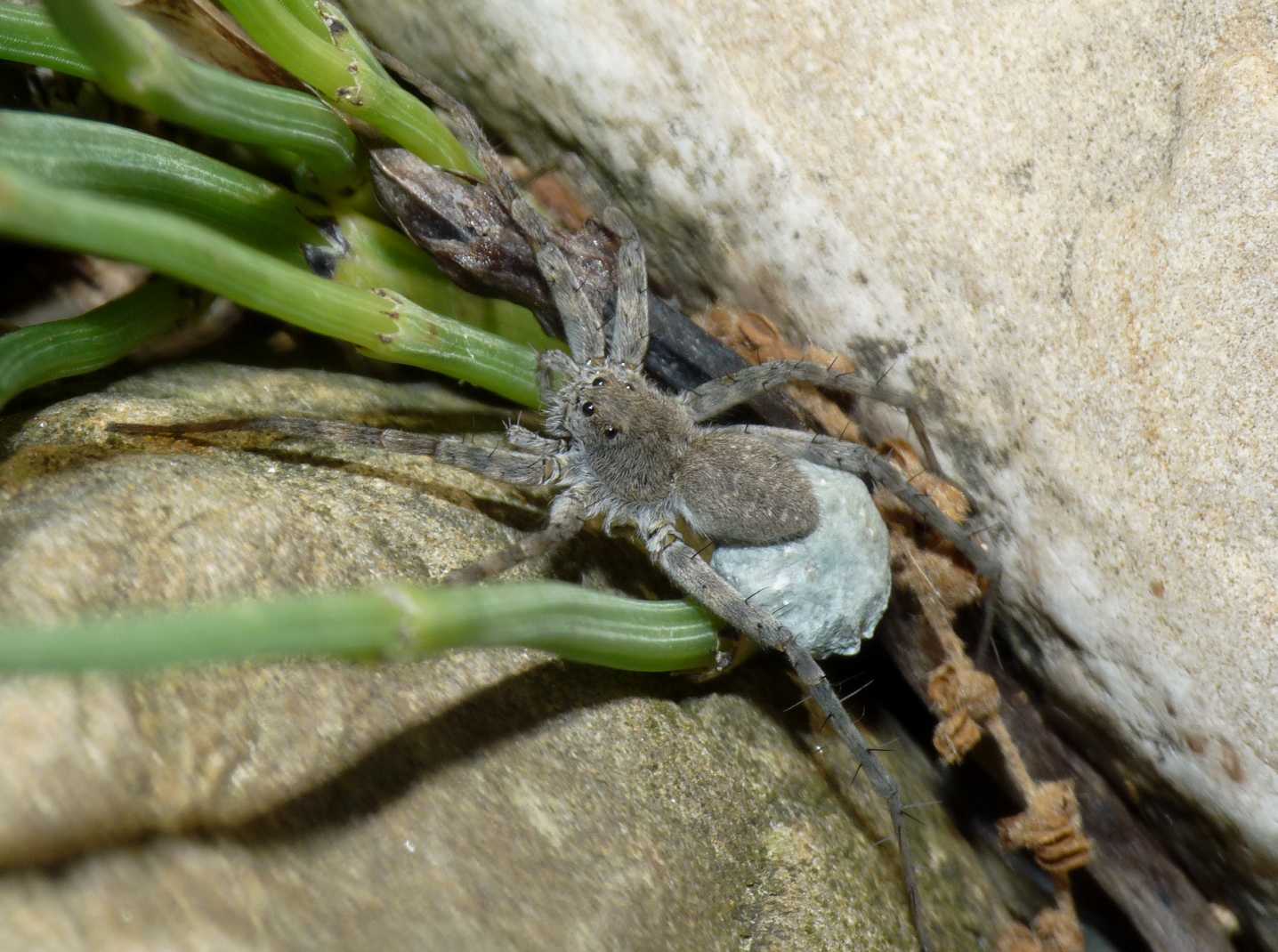 Piccolo Lycosidae di fiume: Pardosa wagleri